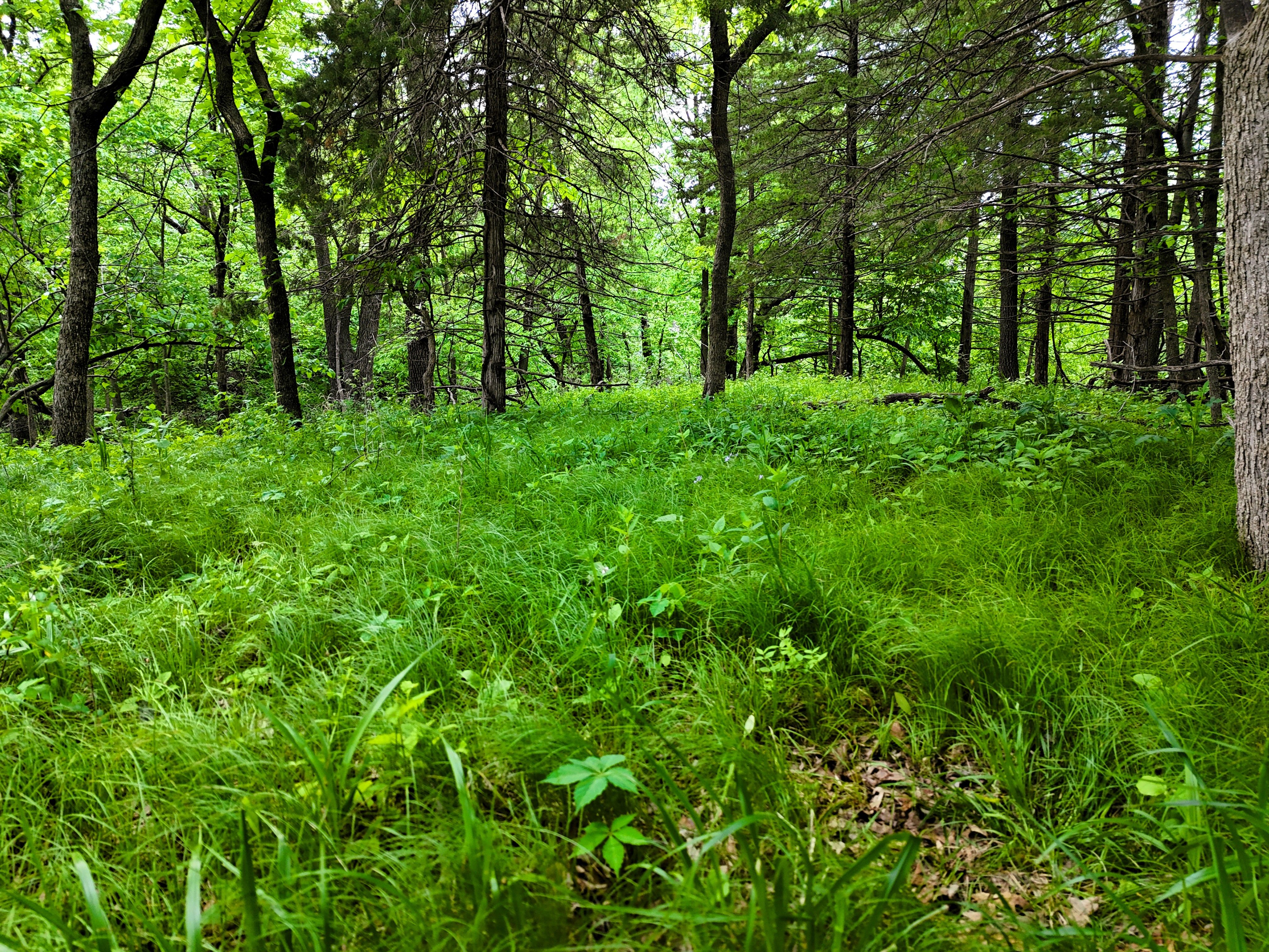 Listing Photo: Ground timber 4
